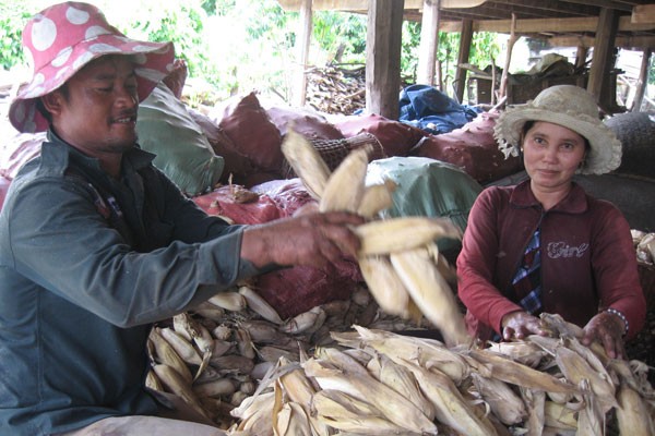 New rural development in Gia Lai province - ảnh 1